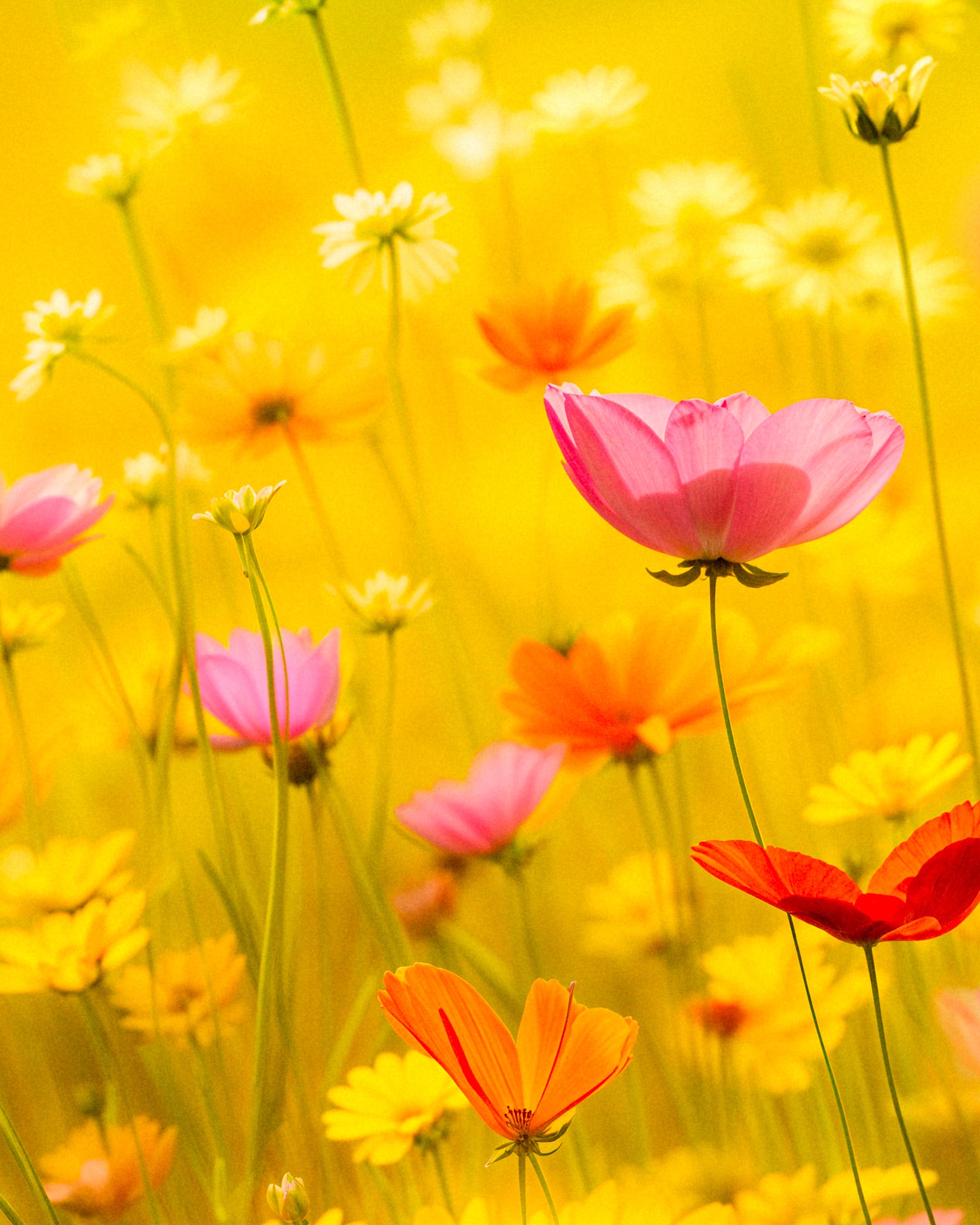 Affiche été, fleurs