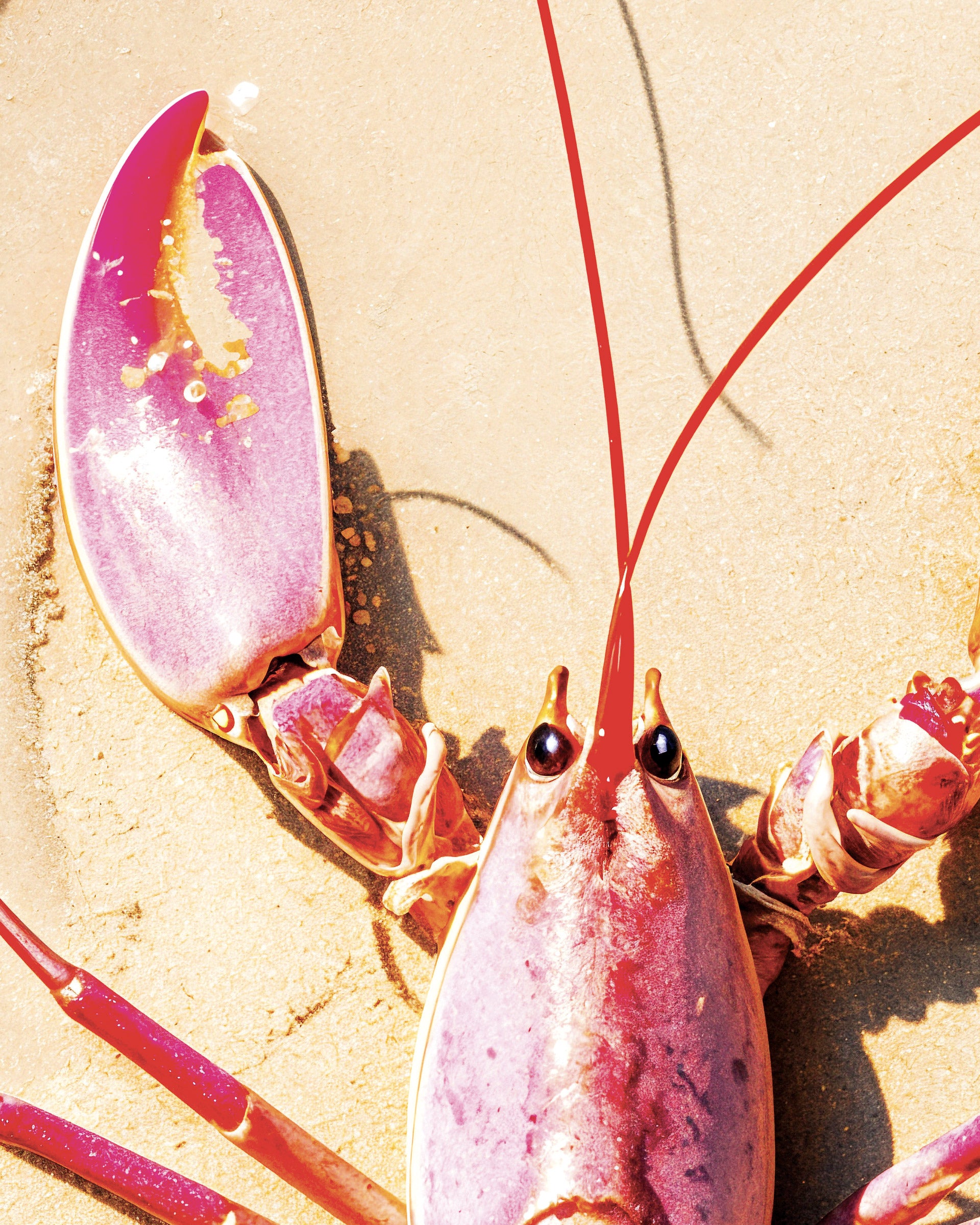 A close-up photograph of a lobster on sandy beach sand, with its claws raised and long antennae extending upward.
