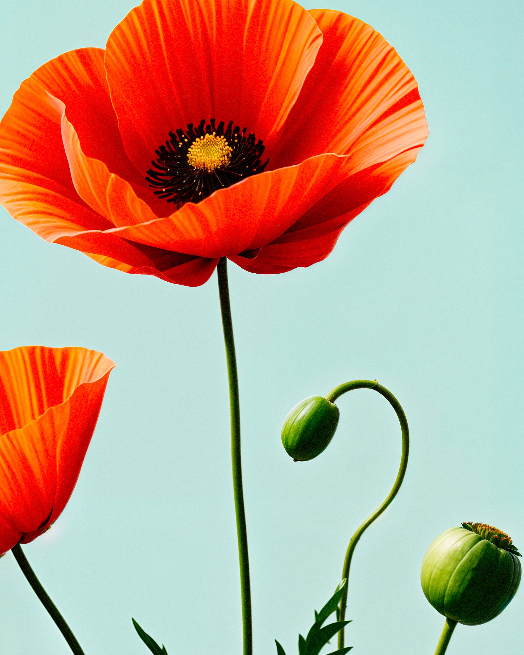 Coquelicots 02 - Affiche