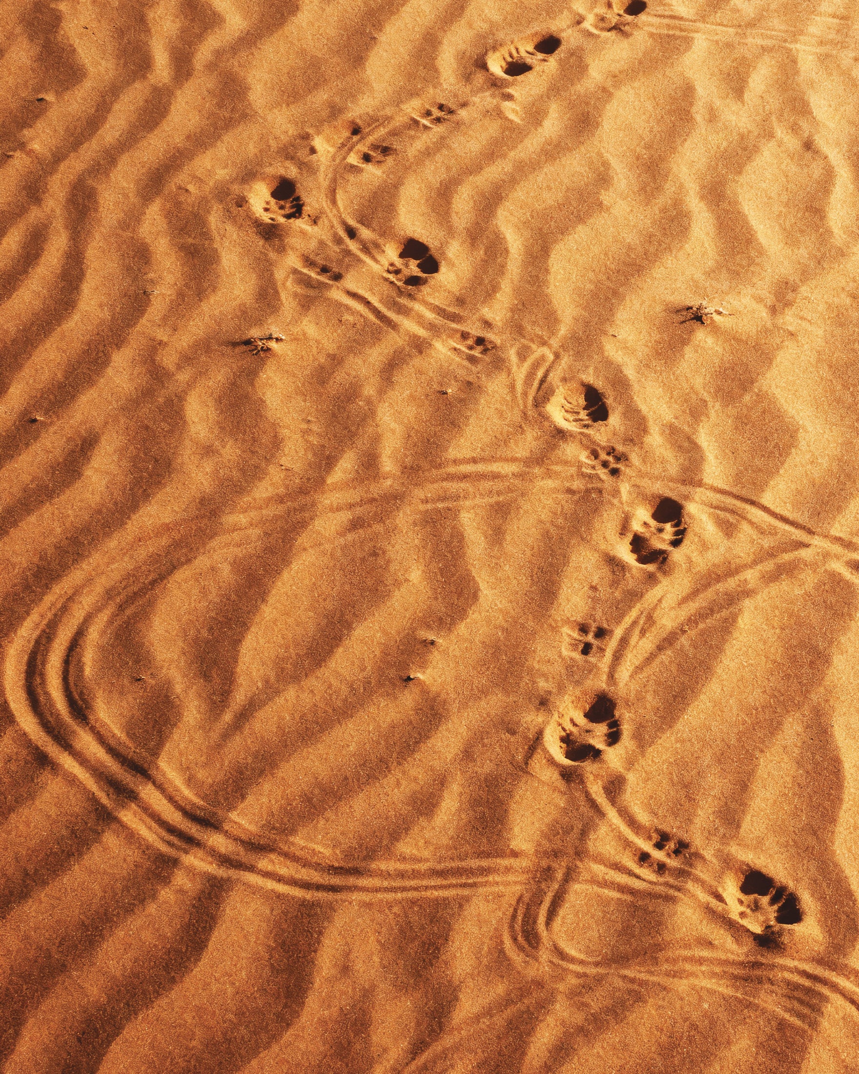 Dune Sandwalk, poster Empreintes dans le désert
